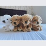 Kōki Instagram – 愛情いっぱいのチームに支えられています☺️💗

3枚目の写真は
スタッフが早朝の支度部屋で、「プレゼントがあるから目を閉じて！」と、朝会った時に言われ、そしてオッケーで目を開いたら、そこにはとっても可愛い子達がいました。
「お家のわんちゃん達に会えなくて寂しいでしょ！この子達で寂しさが紛れるかな？」と、プレゼントしてくれたぬいぐるみです🥹
優しさにうるうるしました☺️