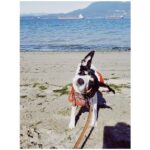 Melissa Benoist Instagram – things have made me horribly upset and triggered today, but there are dogs in the world that look like this so not EVERYTHING is all that bad. ps call and message senators please and thanks 🙏 #stopkavanaugh