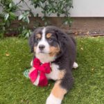 Kyle Richards Instagram - Meet the new addition ❤️ I was sent a DM by a follower on IG who told me they had this puppy but for personal reasons could not keep her and asked if I could help find her a home. So I agreed and knew I could find a home for this beautiful baby. I purposely didn’t name  her so I didn’t get attached while I was looking for the right home for her. Well, I found one… ❤️ I have always wanted a Bernese Mountain dog and it felt like she was meant to be ours 🙏  We have not been able to agree on a name so would love suggestions! #fosterfail #adoptdontshop #oopsididitagain 🐶 ❤️