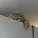 Pattranite Limpatiyakorn Instagram - 😾
