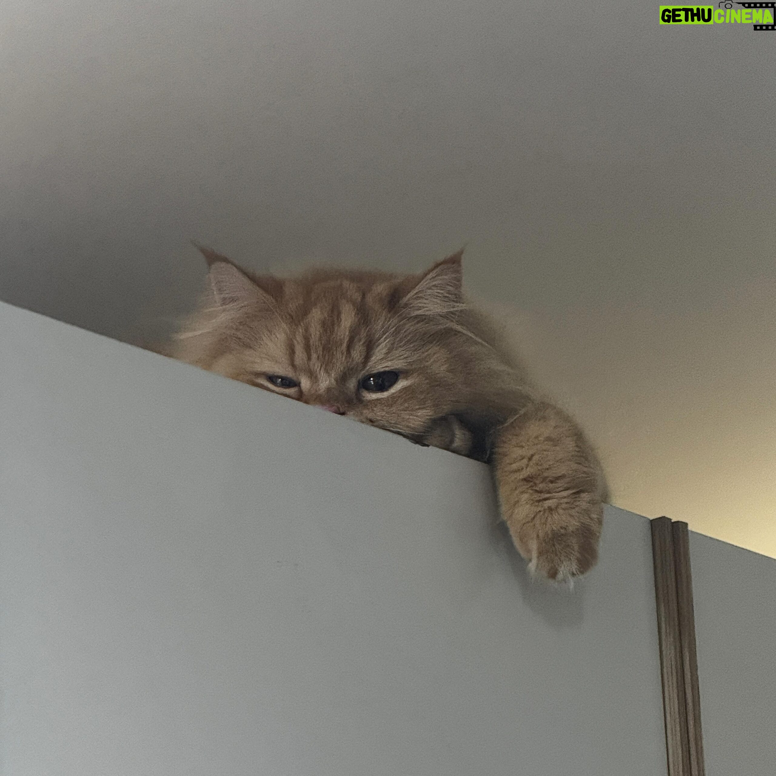 Pattranite Limpatiyakorn Instagram - 😾