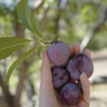 Nikki Reed Instagram - How wild is it to think that due to things like modern day farming practices, our soil has become so depleted and stripped of the nutrients and minerals that are essential for our bodies, that our food is now less nutrient dense as a result? Studies have shown that we can eat exactly the same as our parents and grandparents did, in the same amounts, and get fewer nutrients. Why? Because healthy rich soil is what we need to grow nutrient rich food, and we are now seeing that clearer than ever before. That’s why it is incredible that @needed my favorite prenatal brand, has partnered with 1% for the Planet to support initiatives I’m passionate about like soil health, regenerative agriculture, and food security. This means that whenever you buy Needed’s supplements you’re not only nourishing yourself, but Mother Earth too!!!!! 🌎🌱!!! Businesses that join 1% for the Planet commit to giving 1% of sales each year to approved nonprofit partners focused on environmental health, and I am over the moon that Needed chose to focus on soil rescue (my new favorite term that Laura Dern coined in her speech at the EMA’s!) Learn more about this amazing program at onepercentfortheplanet.org