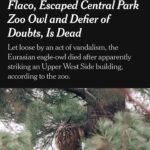 Elizabeth Banks Instagram - I was a bit obsessed with seeing this amazing owl Flaco whenever I visited NYC after we spotted him last February (along with a world of photographers). This is terrible heartbreaking news.