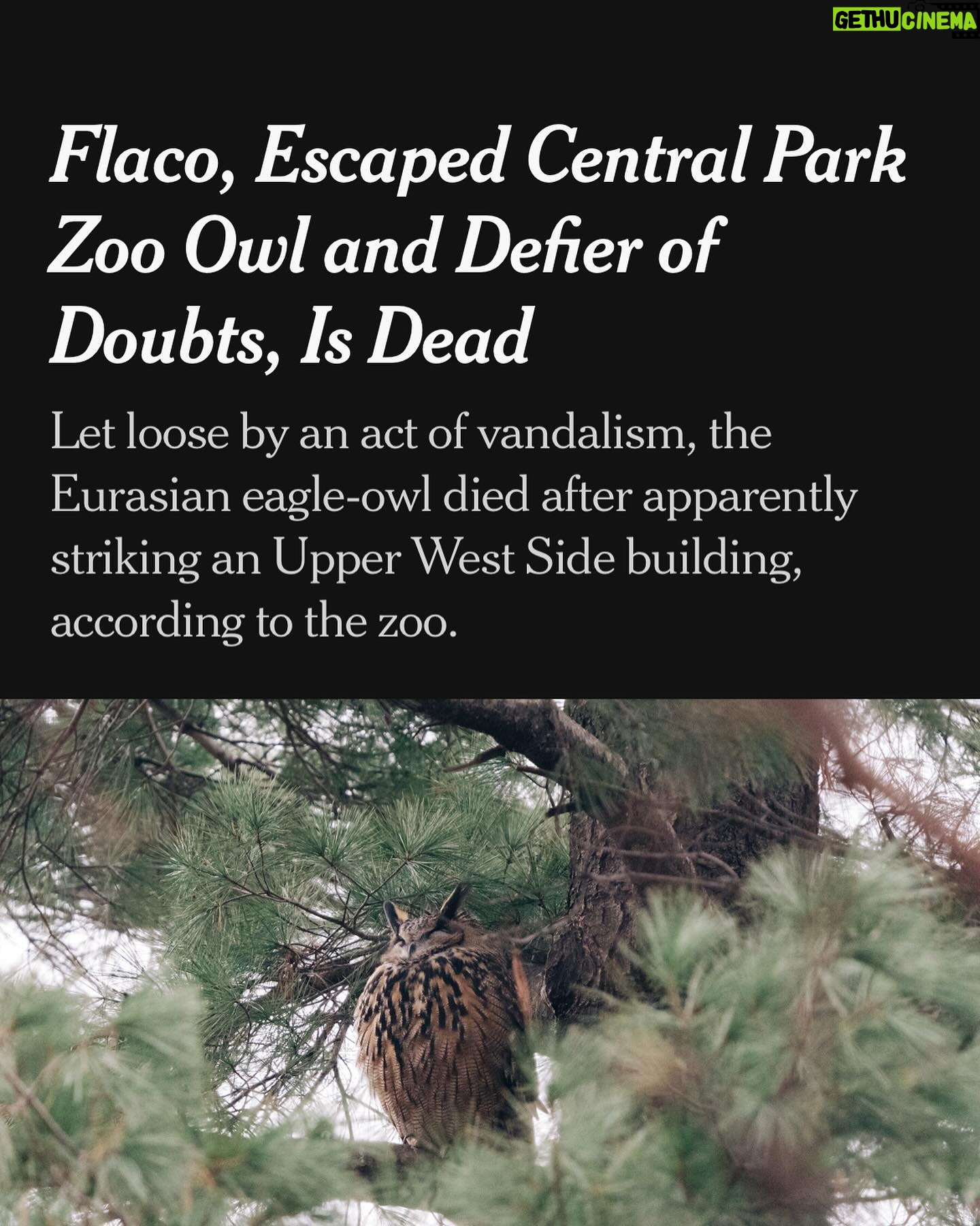 Elizabeth Banks Instagram - I was a bit obsessed with seeing this amazing owl Flaco whenever I visited NYC after we spotted him last February (along with a world of photographers). This is terrible heartbreaking news.