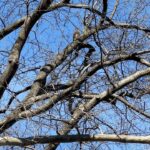 Elizabeth Banks Instagram - I was a bit obsessed with seeing this amazing owl Flaco whenever I visited NYC after we spotted him last February (along with a world of photographers). This is terrible heartbreaking news.