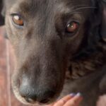 Lolita Milyavskaya Instagram - Ещё раз про любовь). Боцман вступил в неравную драку с двумя пастушьими собаками.. Весна, е-ть ее..)⁣⁣⠀
Раны были серьезными, без доктора никуда. Бессонные ночи были, поменяла билеты на самолет, потому что должна была убедиться, что пёс без меня теперь справится✌️⁣⁣⠀
Уже просится за ворота), значит мы здоровы! Единственное, так долго мы вместе никогда не были и теперь тяжело расставаться.. до лета… Это мой младшенький, нуждающийся во мне больше всех.