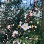 Kōki Instagram – 愛情深く、とても素晴らしいチームとの撮影が終わりました。
本当に毎日沢山の事を学ばさせて頂きました。
大好きなチームと離れるのはとても悲しくて寂しかったです🥲
でも、またいつか会う時は、もっと成長した自分で会える様に、経験を積み重ねて頑張ります！

Completed shooting with the wonderful, loving and talented team.💗
I was able to learn so much everyday and I felt like I was able to grow as a person. 
Thank you to the team I truly love.♥️