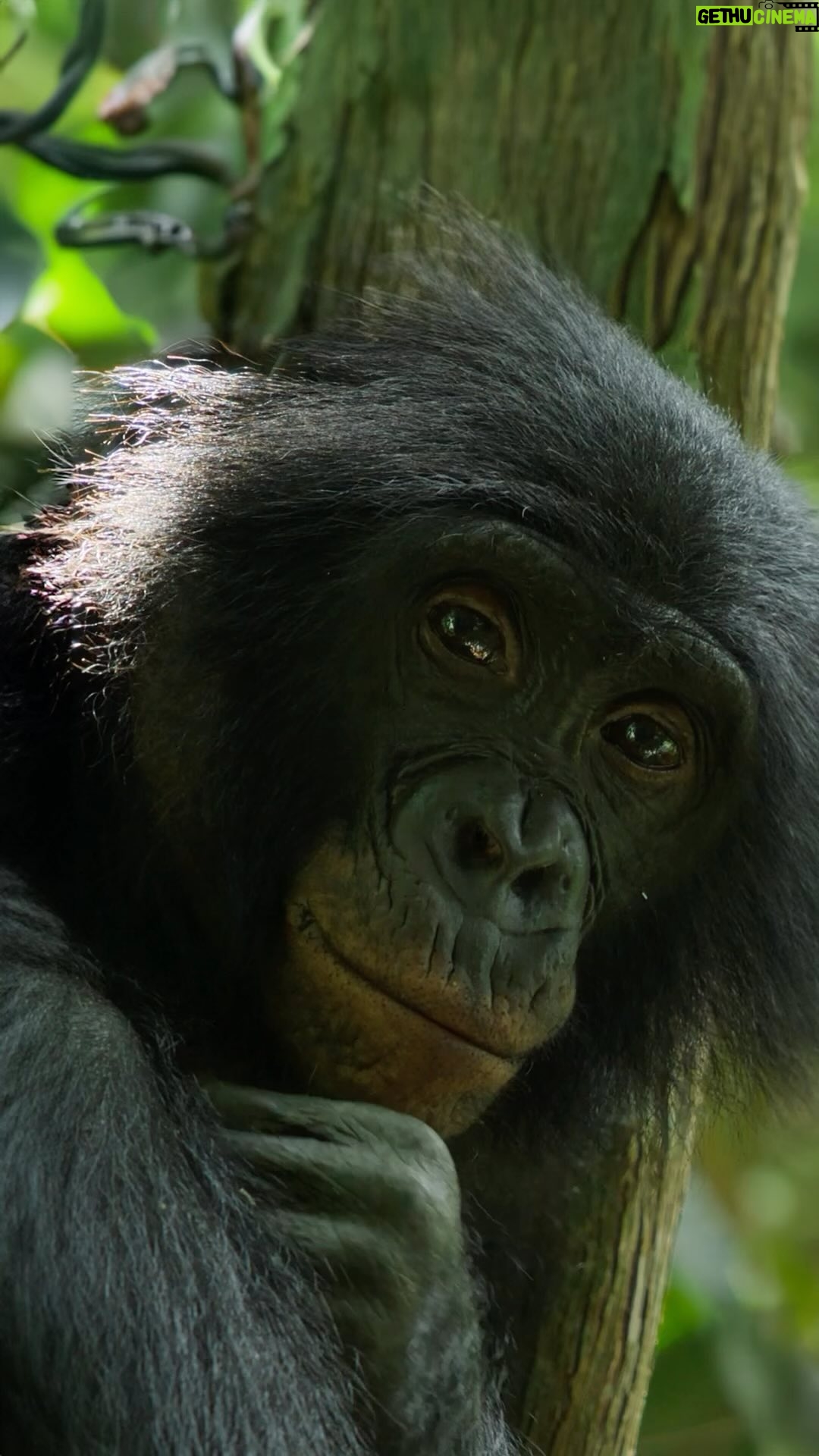 Angela Bassett Instagram - From elephants to orcas, are you ready to meet some of Mother Nature’s fiercest queens?
Discover their stories in #NatGeoQueens, Mondays at 8/7c on @natgeotv. Now streaming on @DisneyPlus and @hulu.