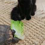 Fearne Cotton Instagram - Pet update. 🐾
After we adopted baby Frank many of you reached out to ask me about integrating a new cat when you've already got one. Simon was initially a bit pissed off but now they sleep next to each other and play fight all day. They're really cute little pals. 
George the 55 year old tortoise we adopted last summer just came out of hibernation so has been thawing out in the house and getting his appetite back. 🐢
We are way out numbered by kids and animals here and I'm usually the last to eat out of all of them, but I wouldn't change it for the world. I would have 100 cats if I could. If you are looking to adopt a cat or dog I would urge you to visit the @themayhew 🐈 🐕
Three of my rescue cats have come from there and they have so many pets looking for a home at the moment. 
❤️