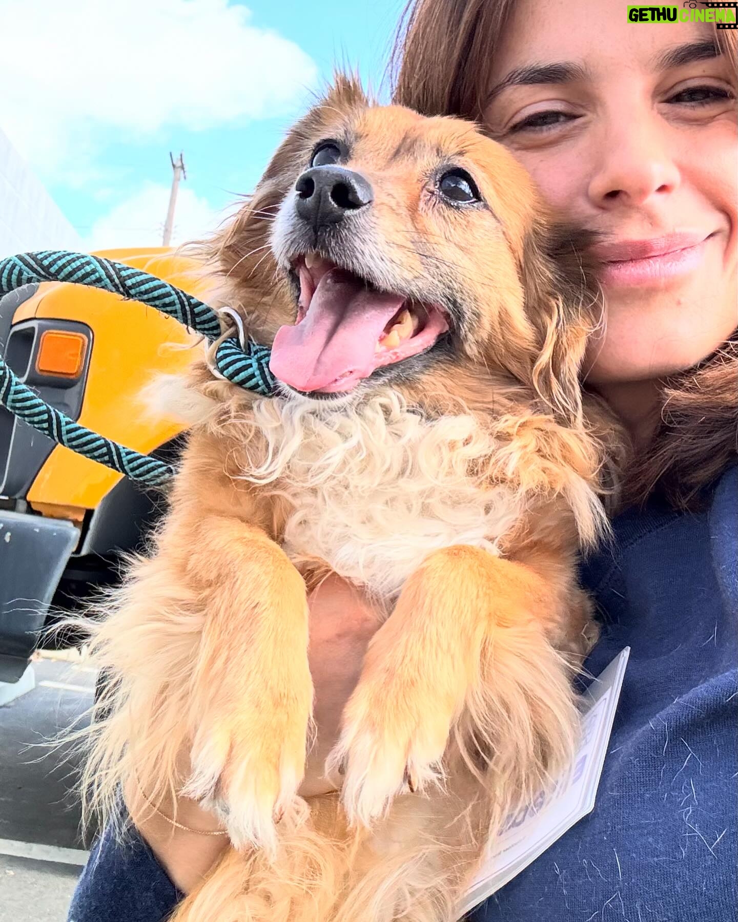 Elisabetta Canalis Instagram - Hey , did you know that at the shelters there are beautiful and healthy dogs ready for adoption?
Meet Darla , little Boston Terrier . She’s very sweet and loving ❤️
Meet Isabelle little chiuaua mix who loves sitting on your lap and being cuddled .
Meet Charlie , a blonde and furry mix who loves walking at leash and exploring the surrounding, he also has a fun and playful personality !
The last beautiful lady is Bonnie a young and sweet Doberman who is looking for her forever home!
They are just few of the guests at West Los Angeles Animal Shelter located in 11361 West Pico Blvd.
• Los Angeles, CA 90064
Link in bio