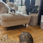 Fearne Cotton Instagram - Pet update. 🐾
After we adopted baby Frank many of you reached out to ask me about integrating a new cat when you've already got one. Simon was initially a bit pissed off but now they sleep next to each other and play fight all day. They're really cute little pals. 
George the 55 year old tortoise we adopted last summer just came out of hibernation so has been thawing out in the house and getting his appetite back. 🐢
We are way out numbered by kids and animals here and I'm usually the last to eat out of all of them, but I wouldn't change it for the world. I would have 100 cats if I could. If you are looking to adopt a cat or dog I would urge you to visit the @themayhew 🐈 🐕
Three of my rescue cats have come from there and they have so many pets looking for a home at the moment. 
❤️