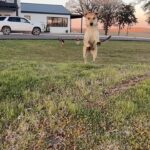 Ree Drummond Instagram – “Wanna go for a walk?!?”
