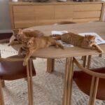 Kate Walsh Instagram - They should really put a disclaimer on where they source the materials for these tables… no wonder the cost 😹🐈 #TrioOfTrouble #TableCats #Jim #Frank #Rico