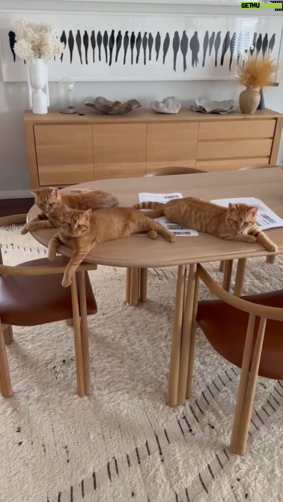Kate Walsh Instagram - They should really put a disclaimer on where they source the materials for these tables… no wonder the cost 😹🐈 #TrioOfTrouble #TableCats #Jim #Frank #Rico