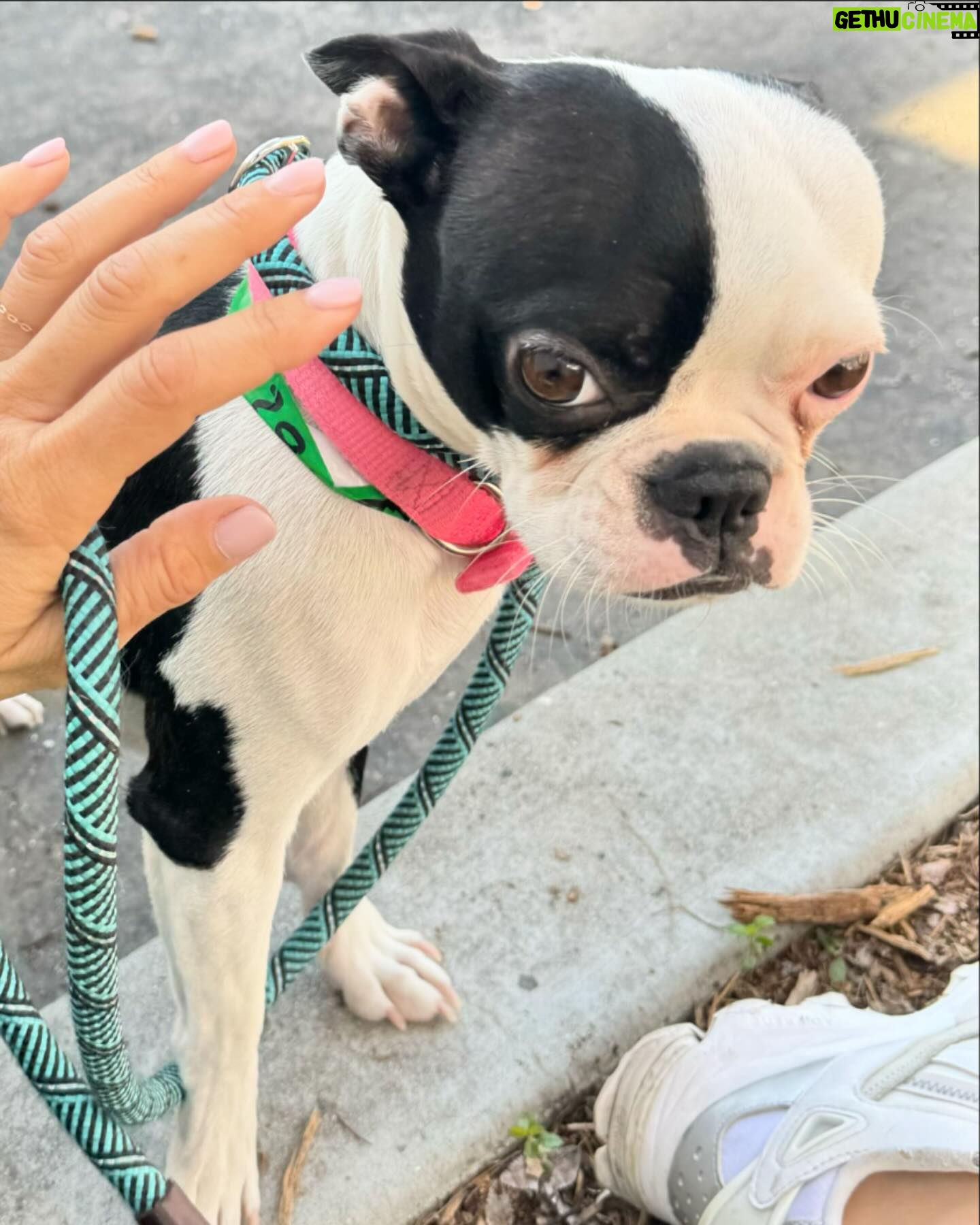 Elisabetta Canalis Instagram - Hey , did you know that at the shelters there are beautiful and healthy dogs ready for adoption?
Meet Darla , little Boston Terrier . She’s very sweet and loving ❤️
Meet Isabelle little chiuaua mix who loves sitting on your lap and being cuddled .
Meet Charlie , a blonde and furry mix who loves walking at leash and exploring the surrounding, he also has a fun and playful personality !
The last beautiful lady is Bonnie a young and sweet Doberman who is looking for her forever home!
They are just few of the guests at West Los Angeles Animal Shelter located in 11361 West Pico Blvd.
• Los Angeles, CA 90064
Link in bio