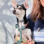 Elisabetta Canalis Instagram - Hey , did you know that at the shelters there are beautiful and healthy dogs ready for adoption?
Meet Darla , little Boston Terrier . She’s very sweet and loving ❤️
Meet Isabelle little chiuaua mix who loves sitting on your lap and being cuddled .
Meet Charlie , a blonde and furry mix who loves walking at leash and exploring the surrounding, he also has a  fun and playful personality ! 
The last beautiful lady is Bonnie a young and sweet  Doberman who is looking for her forever home! 
They are just few of the  guests at West Los Angeles Animal Shelter located in 11361 West Pico Blvd.
• Los Angeles, CA 90064
Link in bio