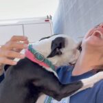 Elisabetta Canalis Instagram - Hey , did you know that at the shelters there are beautiful and healthy dogs ready for adoption?
Meet Darla , little Boston Terrier . She’s very sweet and loving ❤️
Meet Isabelle little chiuaua mix who loves sitting on your lap and being cuddled .
Meet Charlie , a blonde and furry mix who loves walking at leash and exploring the surrounding, he also has a  fun and playful personality ! 
The last beautiful lady is Bonnie a young and sweet  Doberman who is looking for her forever home! 
They are just few of the  guests at West Los Angeles Animal Shelter located in 11361 West Pico Blvd.
• Los Angeles, CA 90064
Link in bio