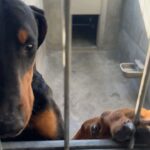 Elisabetta Canalis Instagram - Hey , did you know that at the shelters there are beautiful and healthy dogs ready for adoption?
Meet Darla , little Boston Terrier . She’s very sweet and loving ❤️
Meet Isabelle little chiuaua mix who loves sitting on your lap and being cuddled .
Meet Charlie , a blonde and furry mix who loves walking at leash and exploring the surrounding, he also has a  fun and playful personality ! 
The last beautiful lady is Bonnie a young and sweet  Doberman who is looking for her forever home! 
They are just few of the  guests at West Los Angeles Animal Shelter located in 11361 West Pico Blvd.
• Los Angeles, CA 90064
Link in bio