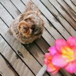 Kōki Instagram – 春らしい天気ですね💗☺️

マミーが植えたフリージアが満開です💕