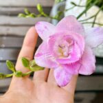 Kōki Instagram – 春らしい天気ですね💗☺️

マミーが植えたフリージアが満開です💕
