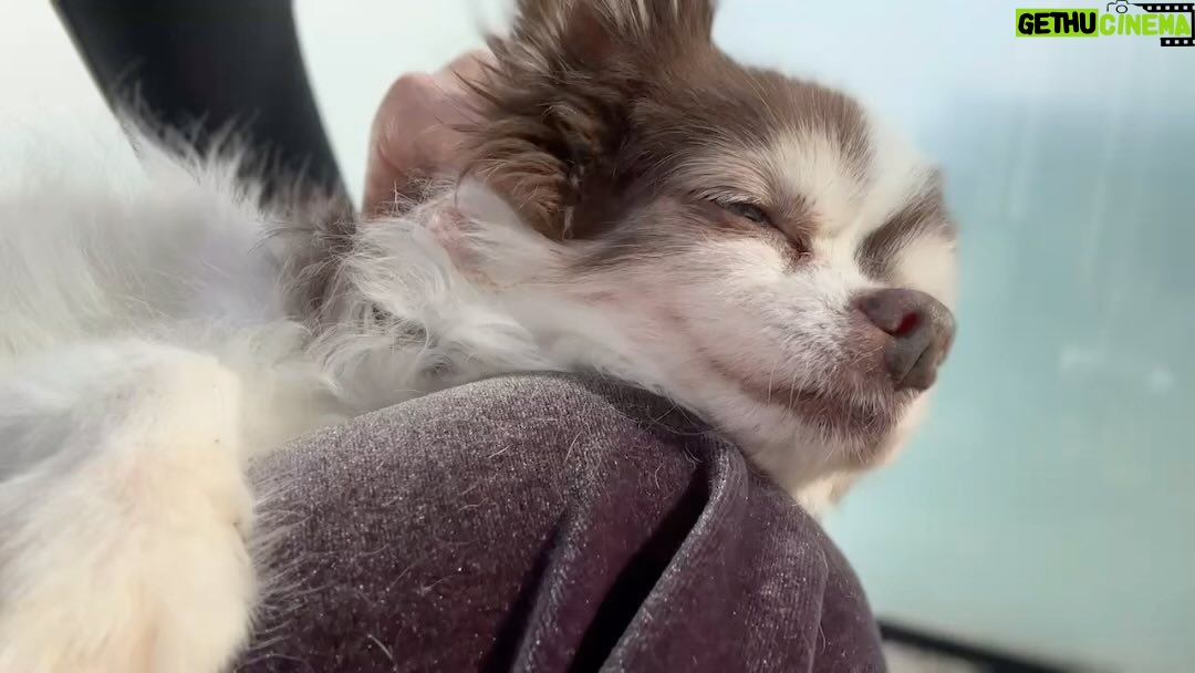 Nozomi Sasaki Instagram - .
16歳のBaby🐶🤍
とろとろの顔が可愛すぎる。
#愛犬