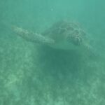 Fabiola Guajardo Instagram - Turtle Day 🐢🪸