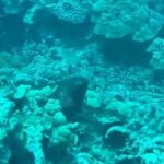 Sarah Michelle Gellar Instagram – Vacation dump 2 – underwater edition (bonus points for finding Flotsam or was it Jetsam ?!? )
