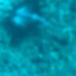 Sarah Michelle Gellar Instagram – Vacation dump 2 – underwater edition (bonus points for finding Flotsam or was it Jetsam ?!? )