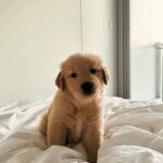 Heaven Peralejo Instagram - Meet Stella ✨