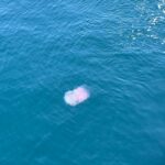 Violette Wautier Instagram - error สาระ not found

#summerliveaboard