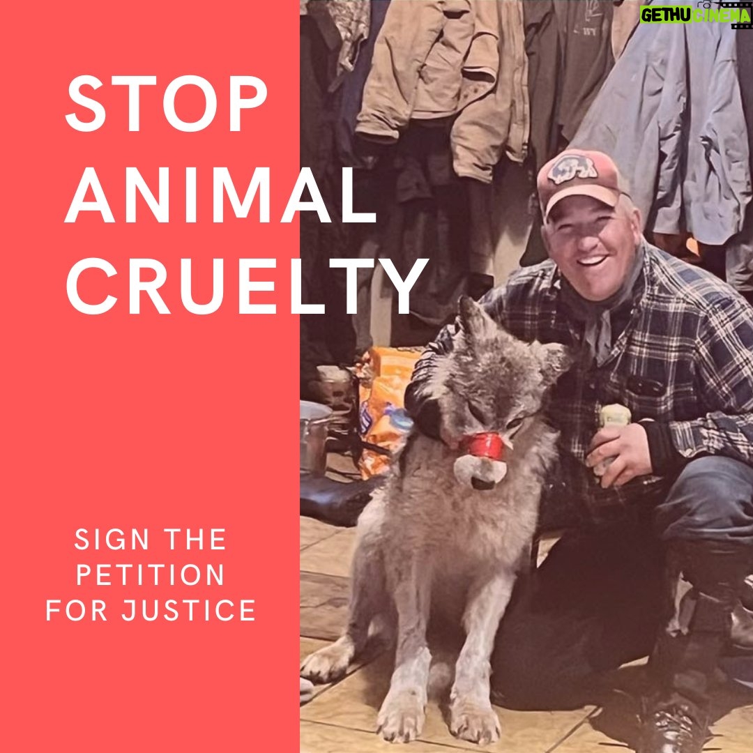 Katherine Heigl Instagram - I am heartbroken and outraged by the recent cruel treatment of a wolf in Wyoming, which was tortured and displayed at a local bar. This senseless act of violence is not only shocking but a stark reminder that our animal protection laws fail to prevent cruelty and punish offenders adequately.

The penalty for Cody Roberts, who reportedly intentionally ran over the wolf with his snowmobile, taped the animal’s mouth shut, tormented the wolf, and paraded the injured animal around a local bar before killing the creature, was a mere $250 fine. 

While it is legal to hunt wolves in this area of Wyoming, the law requires that animals be killed on the spot and not suffer heinous acts of abuse and suffering.

The punishment applied by Wyoming’s Game and Fish Department does not match the gravity of the offense and will not deter future acts of cruelty. Please join me in signing the following petition calling for Roberts to be charged with a felony: https://centerforahumaneeconomy.us/apr24-wolf?t=9cjmRf [Clickable Link In My Profile/Bio]