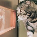 Jennylyn Mercado Instagram - Happy Purrdaaay! Did someone say treats? - Clay 😸
#catsofinstagram #scottishfold