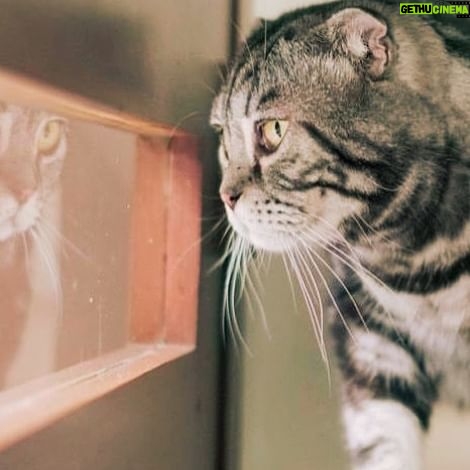 Jennylyn Mercado Instagram - Happy Purrdaaay! Did someone say treats? - Clay 😸
#catsofinstagram #scottishfold
