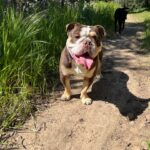 Praya Lundberg Instagram – It’s #nationalpetday and I love my boys so much. I’ve been so blessed have them in my life. Rescues are the best! We don’t deserve dogs 🥹🫂 if you can ADOPT/FOSTER or DONATE today and every little bit goes a long way to rescues and shelters 🥹❤️🫂