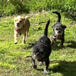 Praya Lundberg Instagram – It’s #nationalpetday and I love my boys so much. I’ve been so blessed have them in my life. Rescues are the best! We don’t deserve dogs 🥹🫂 if you can ADOPT/FOSTER or DONATE today and every little bit goes a long way to rescues and shelters 🥹❤️🫂