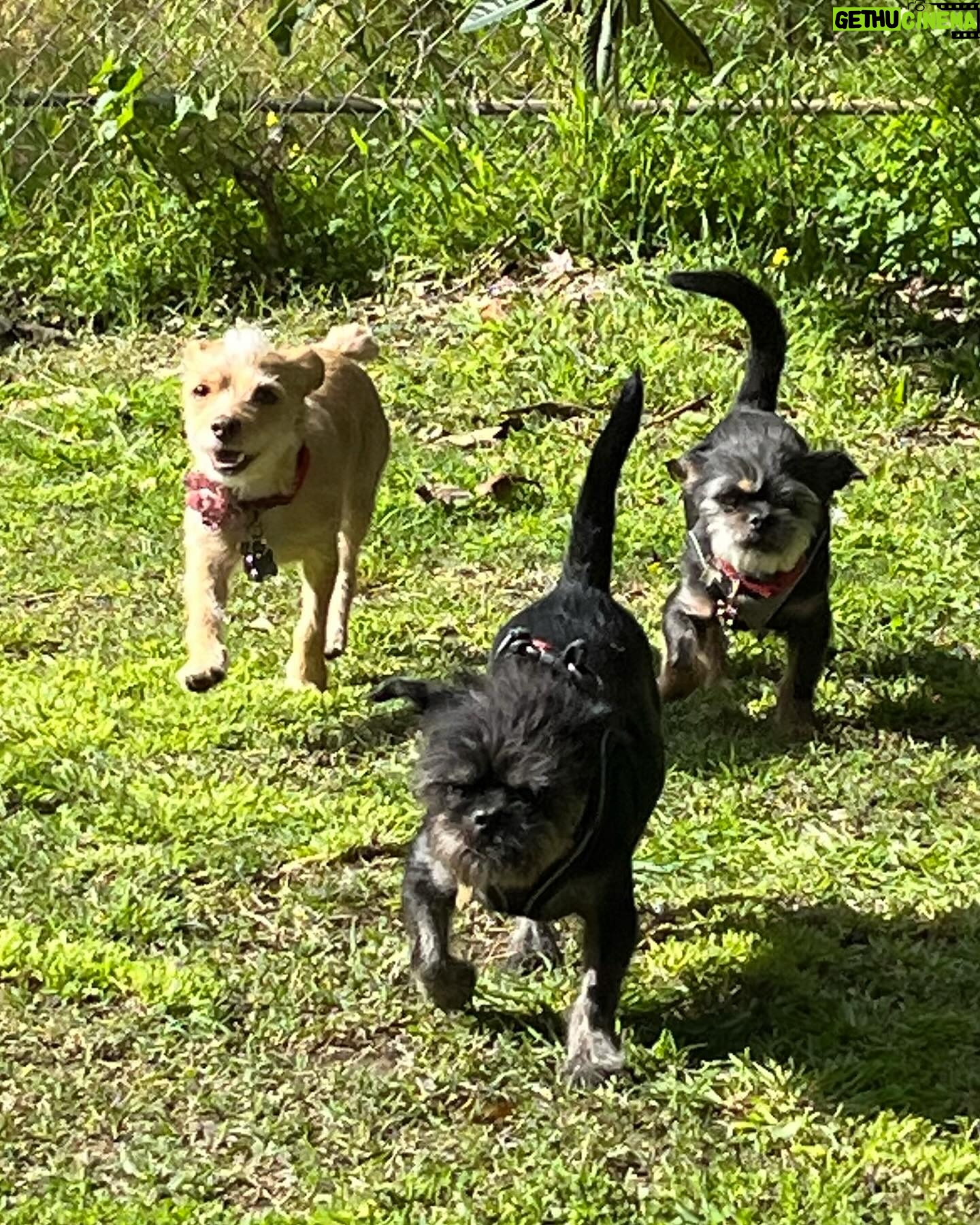 Praya Lundberg Instagram - It’s #nationalpetday and I love my boys so much. I’ve been so blessed have them in my life. Rescues are the best! We don’t deserve dogs 🥹🫂 if you can ADOPT/FOSTER or DONATE today and every little bit goes a long way to rescues and shelters 🥹❤️🫂