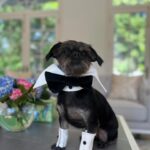 Praya Lundberg Instagram – It’s #nationalpetday and I love my boys so much. I’ve been so blessed have them in my life. Rescues are the best! We don’t deserve dogs 🥹🫂 if you can ADOPT/FOSTER or DONATE today and every little bit goes a long way to rescues and shelters 🥹❤️🫂