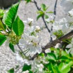 Kōki Instagram - 今日も気持ちが良い天気になりましたね☺️💓
木々や花々の新芽がとても可愛いですね 🌱

T shirt merci beaucoup @louisvuitton