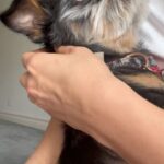 Praya Lundberg Instagram – It’s #nationalpetday and I love my boys so much. I’ve been so blessed have them in my life. Rescues are the best! We don’t deserve dogs 🥹🫂 if you can ADOPT/FOSTER or DONATE today and every little bit goes a long way to rescues and shelters 🥹❤️🫂