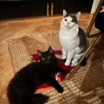 Fearne Cotton Instagram – I’m super excited to announce that I’m officially an ambassador for animal welfare charity @themayhew! You will have seen me talking about them a lot on here recently – I really think the work they do is amazing. I’ve adopted three cats from the Mayhew, most recently our gorgeous Super Frank, and I know the joy that a rescue animal brings to your life. The demand for the Mayhew’s services is skyrocketing at the moment and they need our support more than ever. So please, give them a follow and if you’re looking to add a dog or cat to you life, I urge you to check them out. And watch this space – we’ll be working together to make a real difference to dogs, cat and communities!
@themayhew ❤️