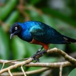 Bidya Sinha Saha Mim Instagram - Birds spreading joy, one chirp at a time.

#birdphotography #love