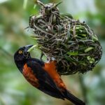 Bidya Sinha Saha Mim Instagram - Birds spreading joy, one chirp at a time.

#birdphotography #love