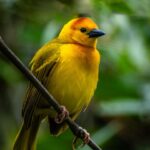 Bidya Sinha Saha Mim Instagram - Birds spreading joy, one chirp at a time.

#birdphotography #love