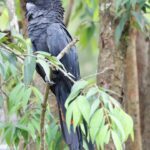 Bidya Sinha Saha Mim Instagram - Birds spreading joy, one chirp at a time.

#birdphotography #love