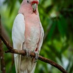 Bidya Sinha Saha Mim Instagram - Birds spreading joy, one chirp at a time.

#birdphotography #love