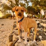 Nathalie Odzierejko Instagram - L’amour pur ❤️ 
Ces merveilles sont à adopter. Merci @youcare_fr pour tout ce que vous faites pour les animaux et merci @ultrapremiumdirect de m’avoir invitée une deuxième fois à La Réunion, vous me faites vivre de très belles choses une nouvelle fois. 

Voyage presse - collaboration commerciale
