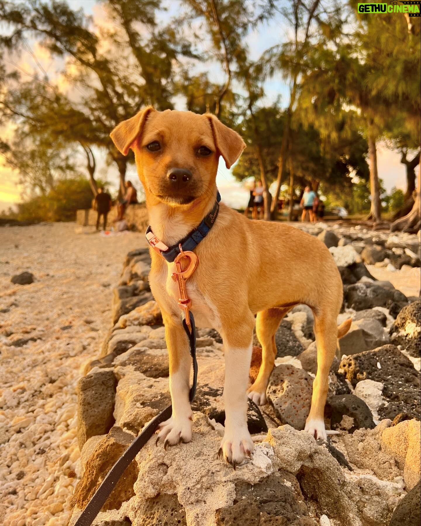 Nathalie Odzierejko Instagram - L’amour pur ❤️
Ces merveilles sont à adopter. Merci @youcare_fr pour tout ce que vous faites pour les animaux et merci @ultrapremiumdirect de m’avoir invitée une deuxième fois à La Réunion, vous me faites vivre de très belles choses une nouvelle fois.
Voyage presse - collaboration commerciale