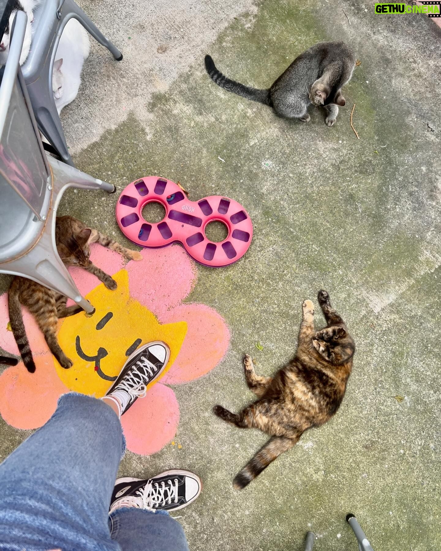 Nathalie Odzierejko Instagram - L’amour pur ❤️
Ces merveilles sont à adopter. Merci @youcare_fr pour tout ce que vous faites pour les animaux et merci @ultrapremiumdirect de m’avoir invitée une deuxième fois à La Réunion, vous me faites vivre de très belles choses une nouvelle fois.
Voyage presse - collaboration commerciale