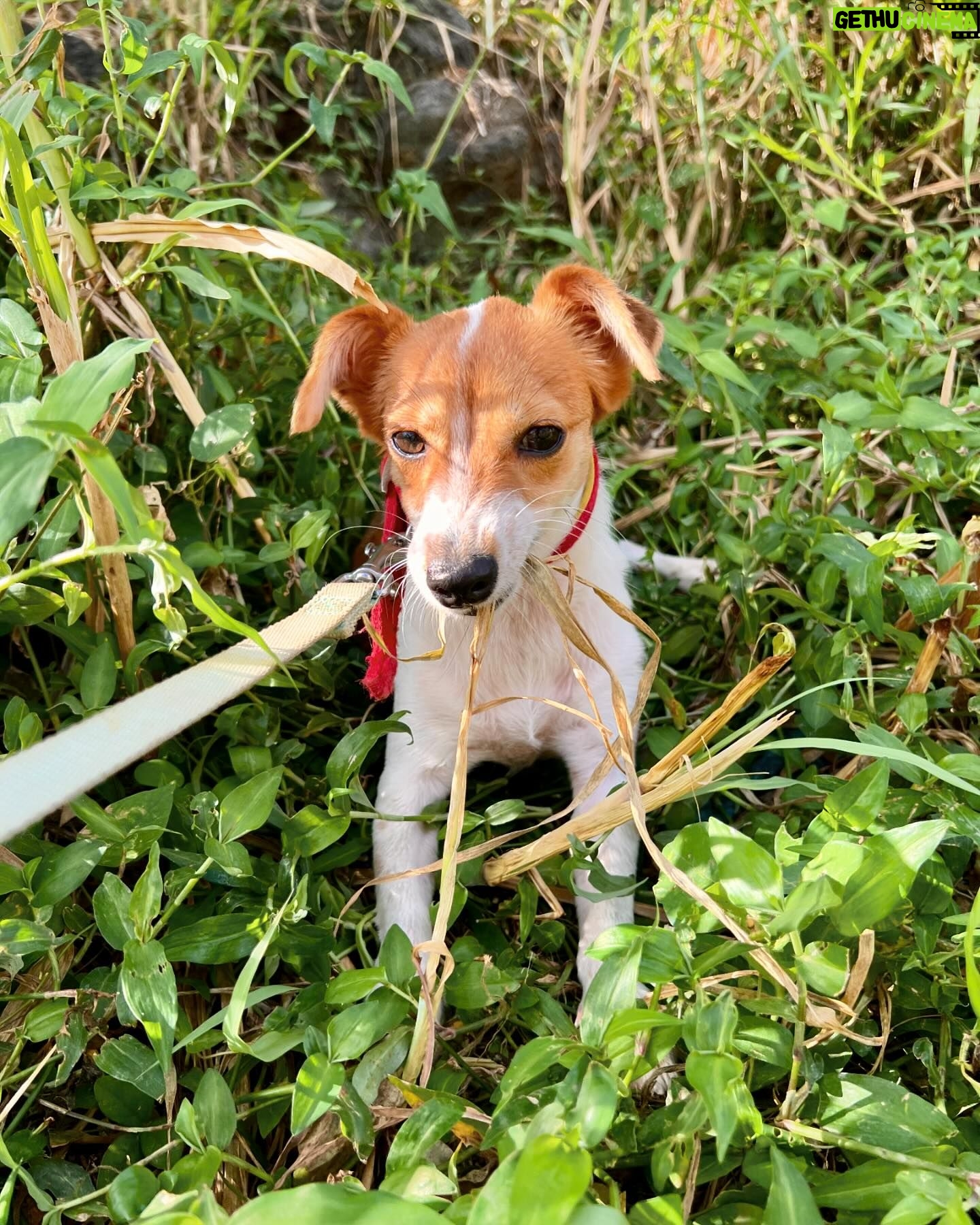 Nathalie Odzierejko Instagram - L’amour pur ❤️
Ces merveilles sont à adopter. Merci @youcare_fr pour tout ce que vous faites pour les animaux et merci @ultrapremiumdirect de m’avoir invitée une deuxième fois à La Réunion, vous me faites vivre de très belles choses une nouvelle fois.
Voyage presse - collaboration commerciale
