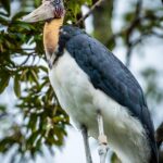 Bidya Sinha Saha Mim Instagram - Birds spreading joy, one chirp at a time.

#birdphotography #love